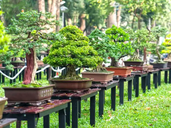 Everything You Need to Know About Bonsai Tree Pots (Literally!)