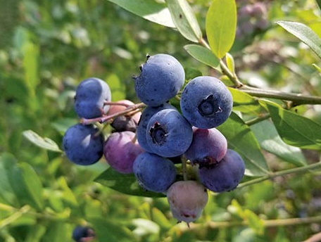 Blueberries: How to Stop Singing the ‘Blues’ - KOGT
