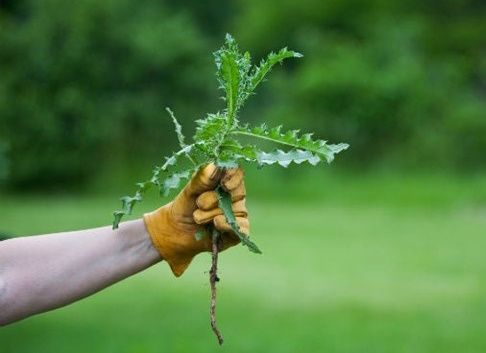 Gardening Curse: One Gardeners' Arch Nemesis - Vimarsana News