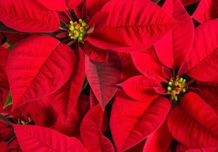Poinsettia: The Christmas 'Flower' - KOGT
