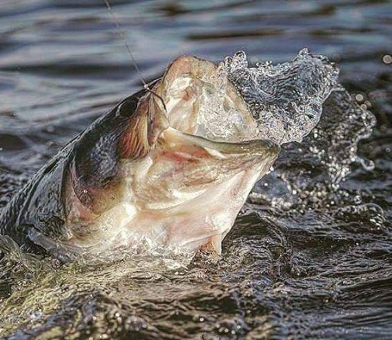 Fresh/Saltwater Fishing Report - KOGT