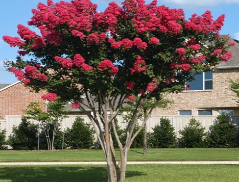 When To Trim Crepe Myrtles The Secret To Double The Blooms - 1xx0ned