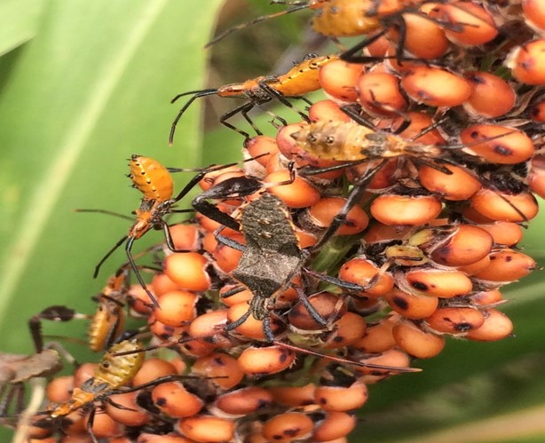 Voracious Insect Voracious Appetites: Detrimental Garden Pests - KOGT