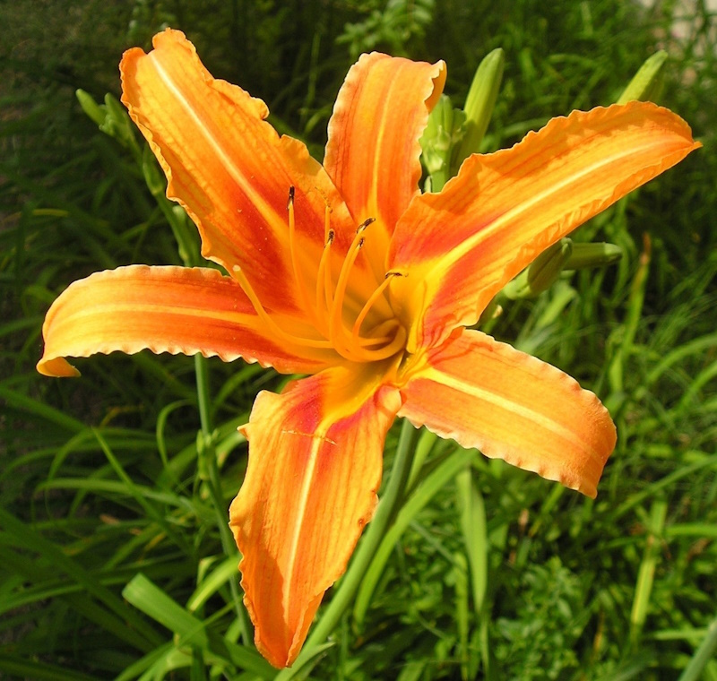 Sustainable Gardening: Daylilies (hemerocallis) - Kogt