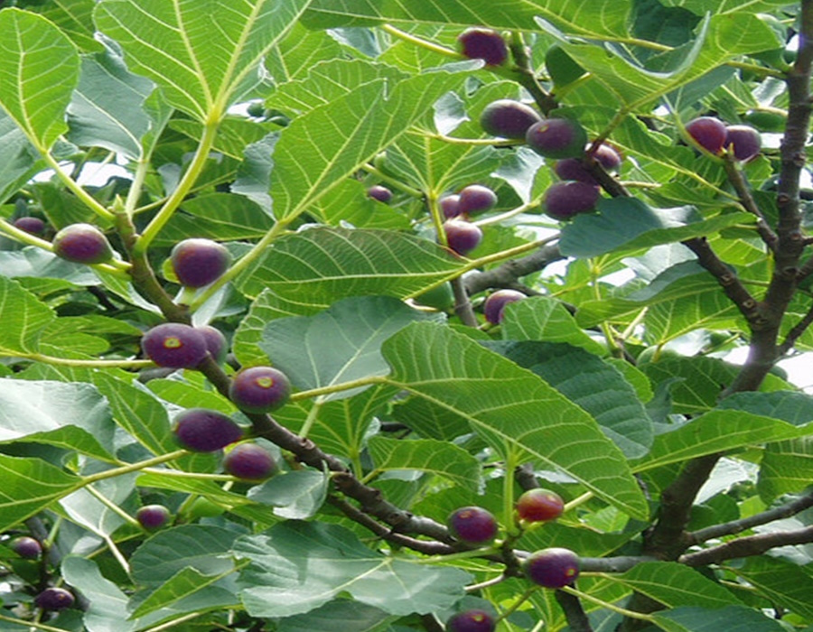 Harnessing Summers Flavor: Time to Harvest Figs - KOGT