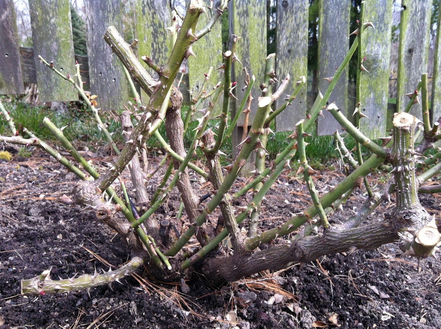 A Planned Approach to Prune Trees, Shrubs, and Roses - KOGT