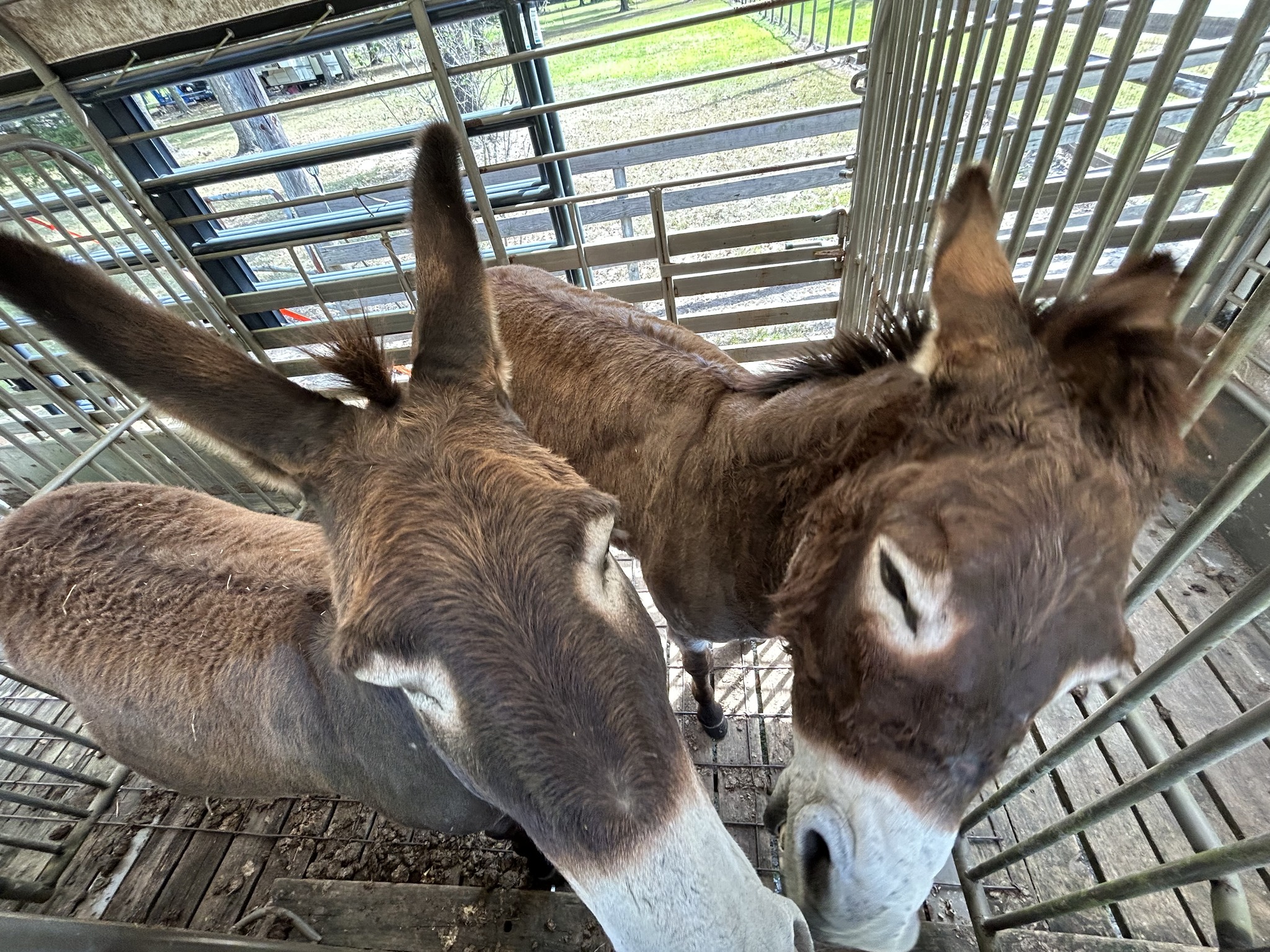 Bring The Donkey's Home (UPDATE) KOGT